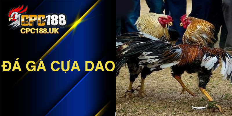 Đá gà cựa dao