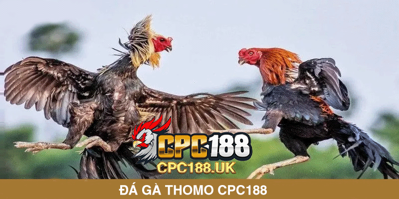 Đá gà thomo cpc188